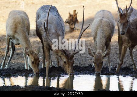 cerf en forêt, Javan rusa dans le parc national de Baluran, Java, Indonésie Banque D'Images