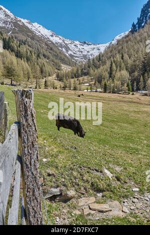 Vache paître dans les montagnes. La vache noire paître sur un terrain vert dans les montagnes du Tyrol du Sud. Banque D'Images