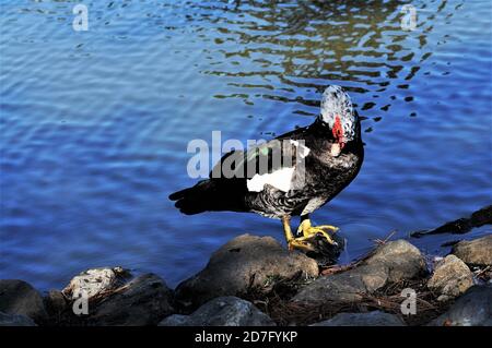 Un canard de drake mouscovy prêtant . Banque D'Images