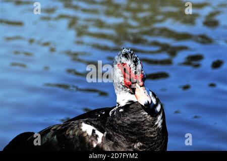 Un canard de drake mouscovy prêtant . Banque D'Images