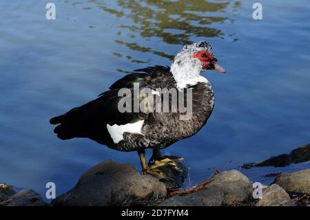 Un canard de drake mouscovy prêtant . Banque D'Images