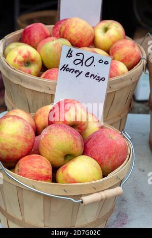 Pommes croustillantes au miel dans un panier, verger, Michigan, États-Unis, par James D Coppinger/Dembinsky photo Assoc Banque D'Images