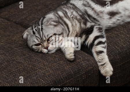 Gros plan d'un chat britannique court allongé sur un table de traitement Banque D'Images