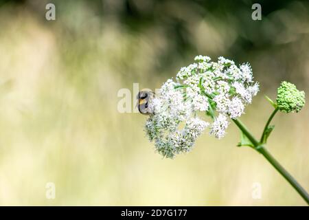 Bumblebee sur des fleurs blanches avec fond vert flou, petit polineur important au travail, insecte gros plan sur une seule branche de fleur Banque D'Images