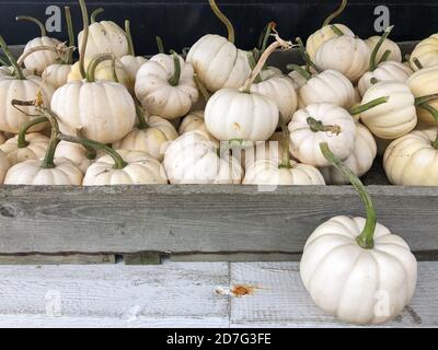 Gros plan photo d'une pile de petits mini-citrouilles blanches Dans une boîte en bois d'un marché agricole Banque D'Images