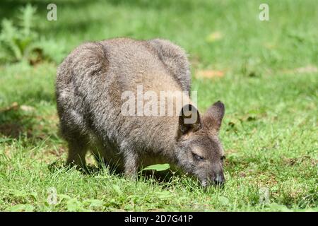 Wallaby à col rouge au zoo de Granby, Granby, Canada Banque D'Images