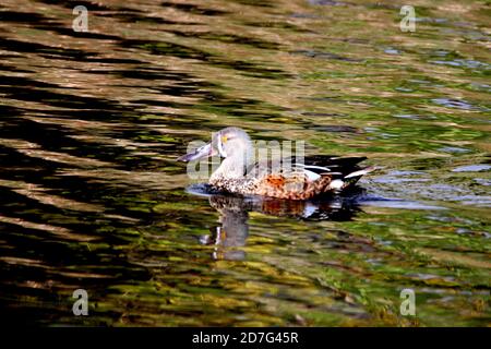 Canard shoveler Australasien Anas rhynchotis Banque D'Images