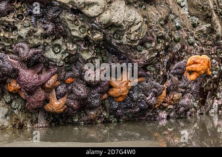 Starfish à 2nd Beach, Olympic Coast National Marine Sanctuary / National Park, Washington, Etats-Unis. Banque D'Images