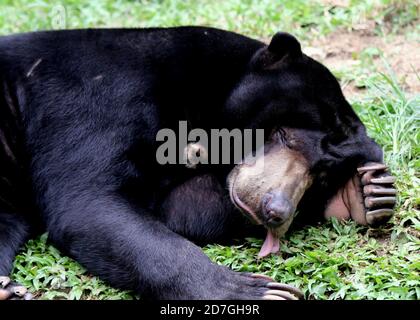 Ours du Soleil de Malaisie, Helarctos malayanus Banque D'Images