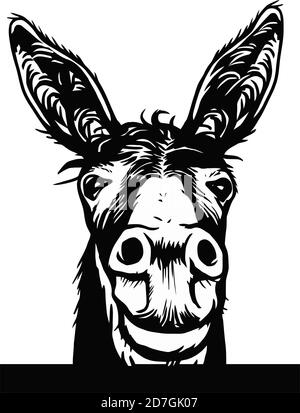 Dessin d'âne graphiques vectoriels un graphique monochrome la tête Peeking tête d'âne. Dessiné à la main dans un style graphique. Illustration de la gravure vectorielle vintage Illustration de Vecteur