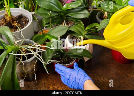femme jardinier arrosoir orchidée fleurs athome. soin de la maison. travail à la maison et soin des plantes concept. Jardinage à la maison, amour des plantes et des soins. Banque D'Images