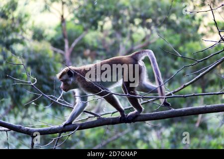 Singe dans un adorable arbre sur le fond des montagnes boisées de pluie. Faune endémique du Sri Lanka. Macaque à la façade pâle (Macaca sinica aurifrons) Banque D'Images