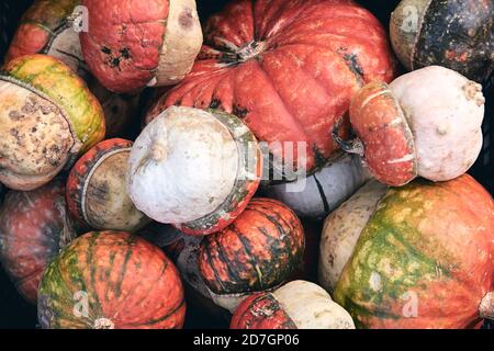 Beaucoup d'énormes et mini citrouilles décoratives sur le marché agricole. Saison des fêtes de Thanksgiving et décor d'Halloween. Foies d'automne, texture naturelle d'automne Banque D'Images