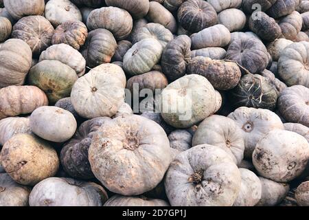 Beaucoup d'énormes et mini citrouilles décoratives sur le marché agricole. Saison des fêtes de Thanksgiving et décor d'Halloween. Foies d'automne, texture naturelle d'automne Banque D'Images