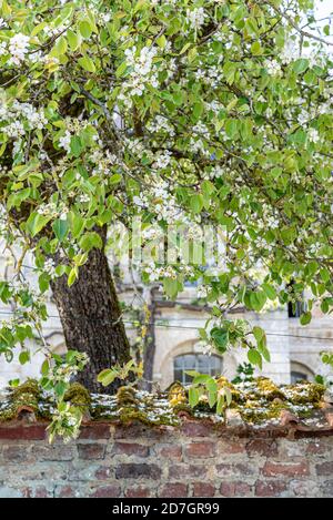 cerisier fleuri dans un jardin derrière un mur de briques Banque D'Images