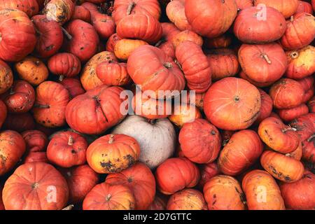 Beaucoup d'énormes et mini citrouilles décoratives sur le marché agricole. Saison des fêtes de Thanksgiving et décor d'Halloween. Foies d'automne, texture naturelle d'automne Banque D'Images