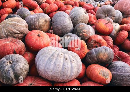 Beaucoup d'énormes et mini citrouilles décoratives sur le marché agricole. Saison des fêtes de Thanksgiving et décor d'Halloween. Foies d'automne, texture naturelle d'automne Banque D'Images