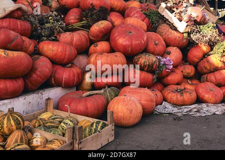 Beaucoup de citrouilles et de fleurs décoratives sur le marché agricole. Saison des fêtes de Thanksgiving et décor d'Halloween. Vers d'automne, consépt natura d'automne Banque D'Images