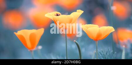 Paysage ensoleillé de printemps ou d'été bleu pâle avec des fleurs orange, flou sélectif d'image Banque D'Images