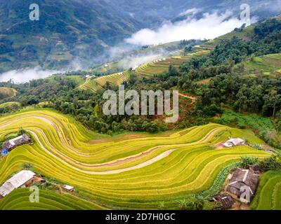 Découvrez le magnifique paysage des terrasses de riz pendant la saison du riz mûr dans le village de Phung, le district de Hoang su Phi, la province de Ha Giang, Vietnam de l'ab Banque D'Images