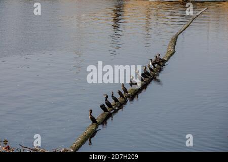 Cormorans sur un long dans la Vltava à Prague, République tchèque Banque D'Images