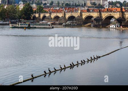 Cormorans sur un long dans la Vltava à Prague, République tchèque Banque D'Images