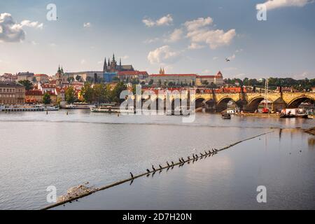 Cormorans sur un long dans la Vltava à Prague, République tchèque Banque D'Images