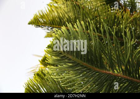 Gros plan des branches vertes d'un arbre d'Araucaria Banque D'Images
