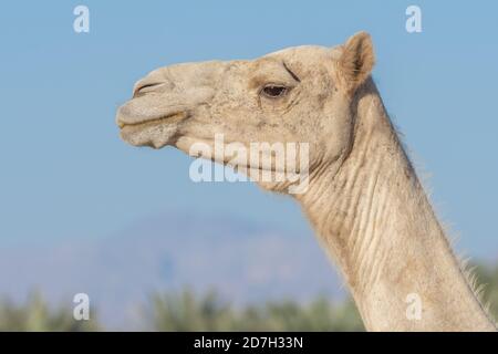 Vue latérale gros plan d'une expression dromadaire du visage de chameau dans le désert Avec sa bouche et ses dents montrant au Moyen-Orient dans Les Émirats arabes Unis avec un lo Banque D'Images