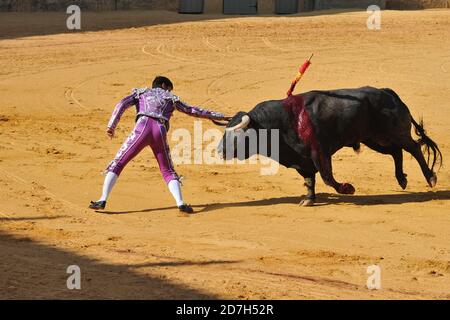 Corrida - Feria Goyesca Ronda, Andalousie, Espagne Banque D'Images