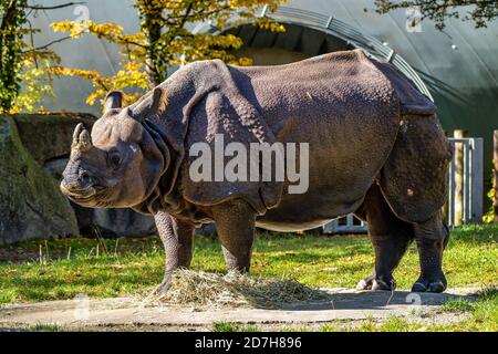 Le Rhinocéros indien, Rhinoceros unicornis est également appelé rhinocéros à une corne et Asiatiques rhinocéros à une corne et appartient à l'Rhinocerot Banque D'Images