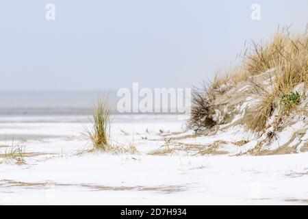 La plage de Goeree-Overflakkee aux pays-Bas en hiver. La plage est couverte de neige. Les dunes et l'herbe de maram sont visibles. Banque D'Images