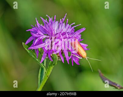 Papillon (Oncocera semirubella), sur une fleur de knapweed, Allemagne, Bavière Banque D'Images