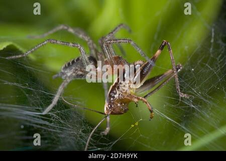 Entonnoir à herbe, araignée labyrinthe (Agelena labyrinthica), avec rashopper pêché, Allemagne Banque D'Images