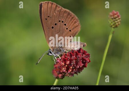 Gros bleu foncé (Phengaris naustrathous, Maculinea naustrathous, Glaucopsyche naudithous), sur le Grand burnett, Sanguisorba officinalis, Allemagne Banque D'Images