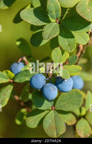 Myrtille alpine, myrtille de tourbière, myrtille de tourbière, myrtille du nord, myrtille de tourbière (Vaccinium uliginosum), brindilles aux fruits mûrs, Allemagne, Bavière Banque D'Images