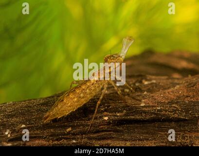 Aeshna (Aeshna spec.), la larve, probablement d'un aubérant du sud, prend daphnia avec son masque labial, en Allemagne Banque D'Images