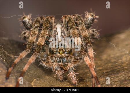 Cross orbweaver, araignée de jardin européenne, araignée croisée (Araneus diadematus), vue de face, Allemagne Banque D'Images