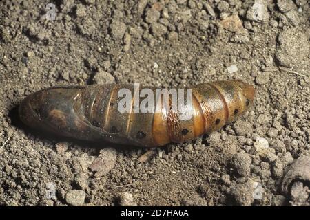 Éperon-pyrale de l'oléande, éperon de l'éperon, éperon vert de l'armée (Daphnis nerii, Deilephila nerii), pupa couché sur le sol, vue d'en haut, Allemagne Banque D'Images