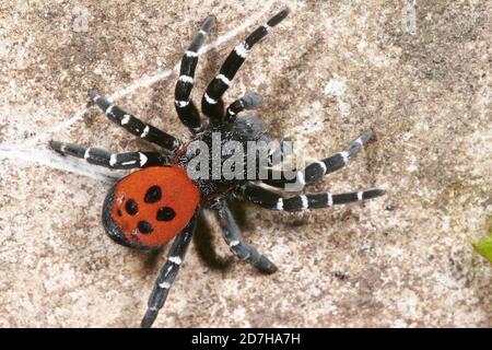 Araignée rouge Ladybird (Eresus sandaliatus), mâle sur une pierre, vue d'en haut, Allemagne Banque D'Images