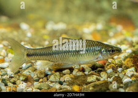 Fausse arlequin (Pseudorasbora parva), natation, Allemagne Banque D'Images