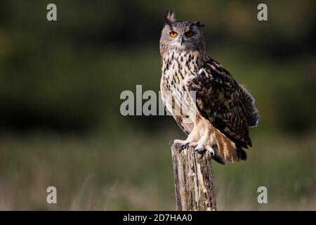 Hibou de l'aigle du nord (Bubo bubo), en perçant sur un belvédère, Royaume-Uni, pays de Galles, Pembrokeshire Banque D'Images