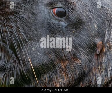 Le lion de mer de Hooker, le lion de mer de Nouvelle-Zélande, le lion de mer d'Auckland (Phocarctos hookeri), Eye, detail, Nouvelle-Zélande, îles d'Auckland, île d'Enderby Banque D'Images