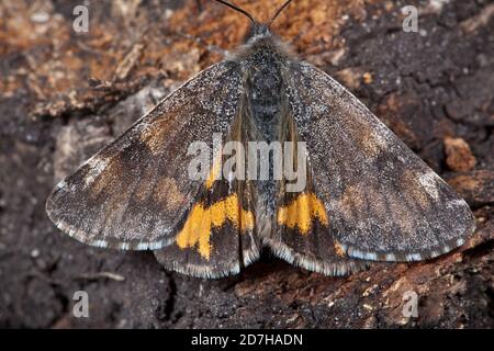 Papillon orange (Archiearis parthenias, Brephos parthenias), assis à l'écorce, vue dorsale, Allemagne Banque D'Images