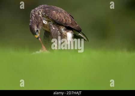 Buteo buteo (Buteo buteo), alimentation de proies dans un pré, vue latérale, Royaume-Uni, pays de Galles, Pembrokeshire Banque D'Images
