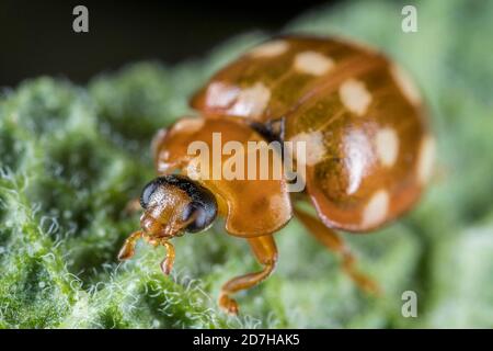 Coccinelle à pois crème, coccinelle à pois crème, coccinelle à pois crème, coccinelle à pois crème (Calvia quatuordécimguttata), se trouve sur une feuille, en Allemagne Banque D'Images