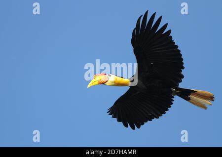 Le charme ridé, le charme ridé du Sunda (Aceros ondullatus, Rhabdotorrhinus ondullatus), en vol, Malaisie, Bornéo, Sabah Banque D'Images