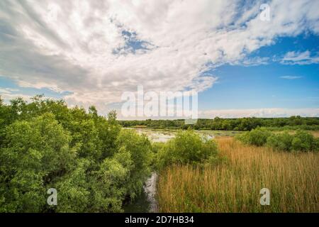 Balta Mica Réserve delta du danube près de Breila, Roumanie, Delta du Danube, Balta Mica Banque D'Images