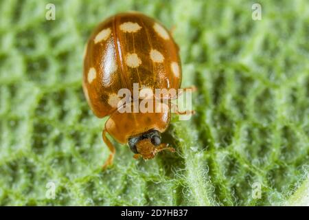 Coccinelle à pois crème, coccinelle à pois crème, coccinelle à pois crème, coccinelle à pois crème (Calvia quatuordécimguttata), se trouve sur une feuille, en Allemagne Banque D'Images