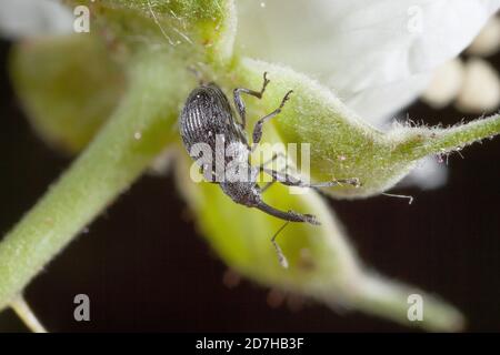 charançon de la fleur de baies, charançon de la fleur de fraises (Anthonomus rubi), se trouve sur un calice, en Allemagne Banque D'Images